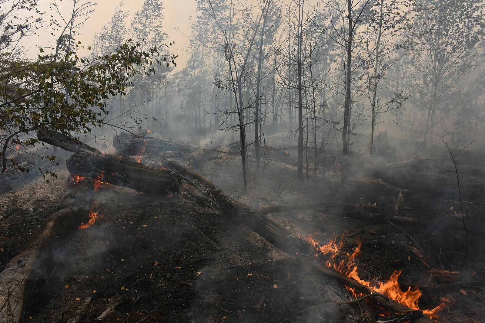 Photojournalist Anastasia Tsitsinova. Volunteer firefighters. Untitled National parks are gradually burning out. Fire creeps along the ground and leaves behind only the ghostly silhouettes of dead trees