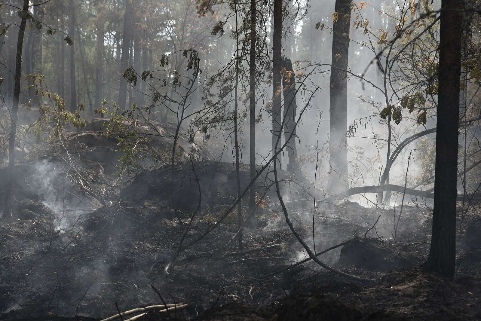 Photojournalist Anastasia Tsitsinova. Volunteer firefighters. Untitled Silhouettes of burnt trees in smoke