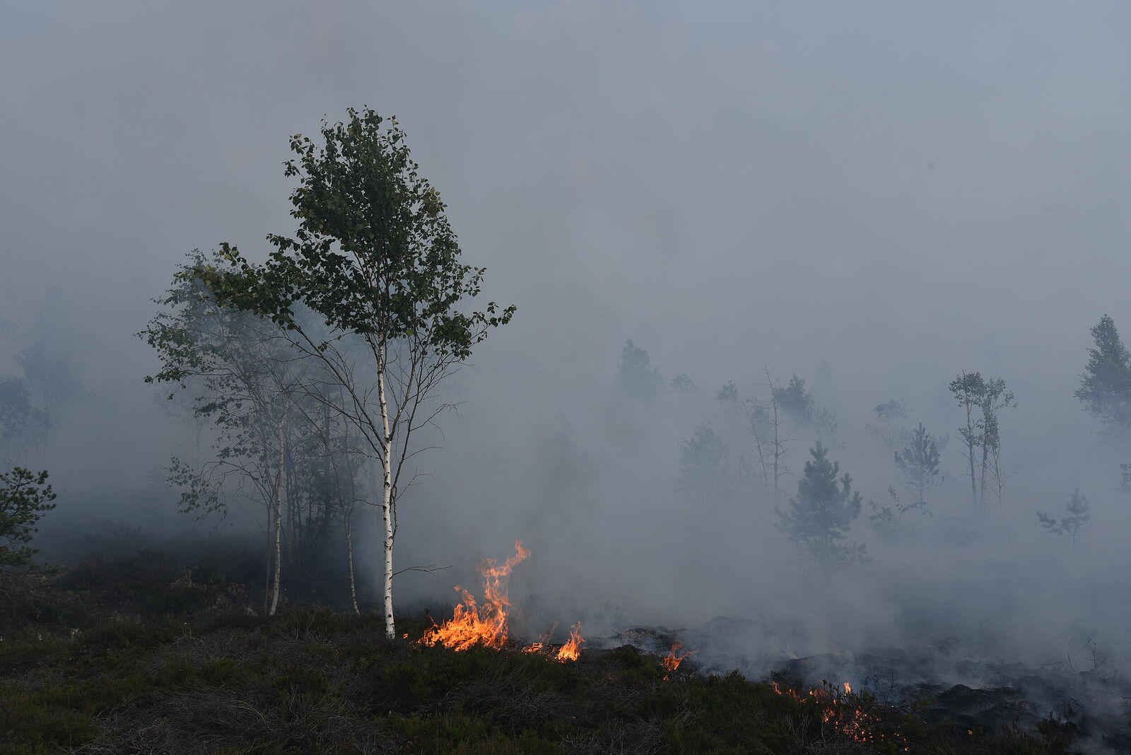 Photojournalist Anastasia Tsitsinova. Volunteer firefighters. Untitled Peat fire