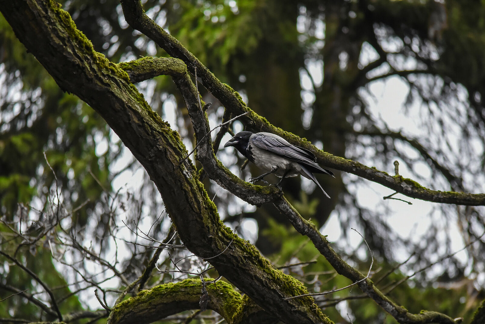 Photojournalist Anastasia Tsitsinova. Birds. Untitled Hooded crow | Corvus cornix