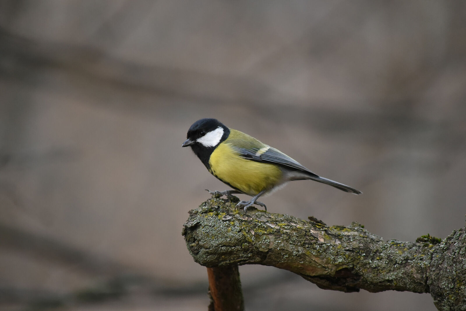 Photojournalist Anastasia Tsitsinova. Birds. Untitled Great Tit | Parus major