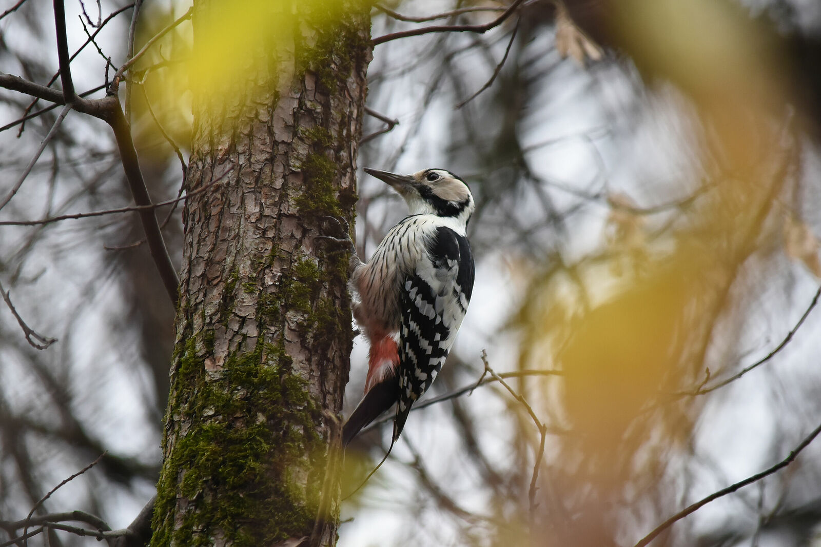 Photojournalist Anastasia Tsitsinova. Birds. Untitled White-backed Woodpecker | Dendrocopos leucotos