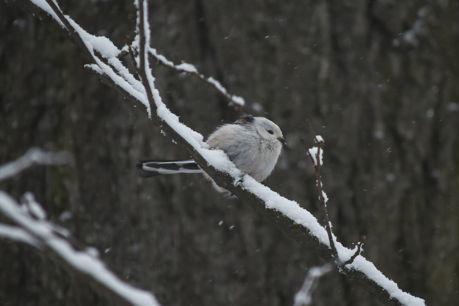 Photojournalist Anastasia Tsitsinova. Birds. Untitled Long-tailed tit | Aegithalos caudatus