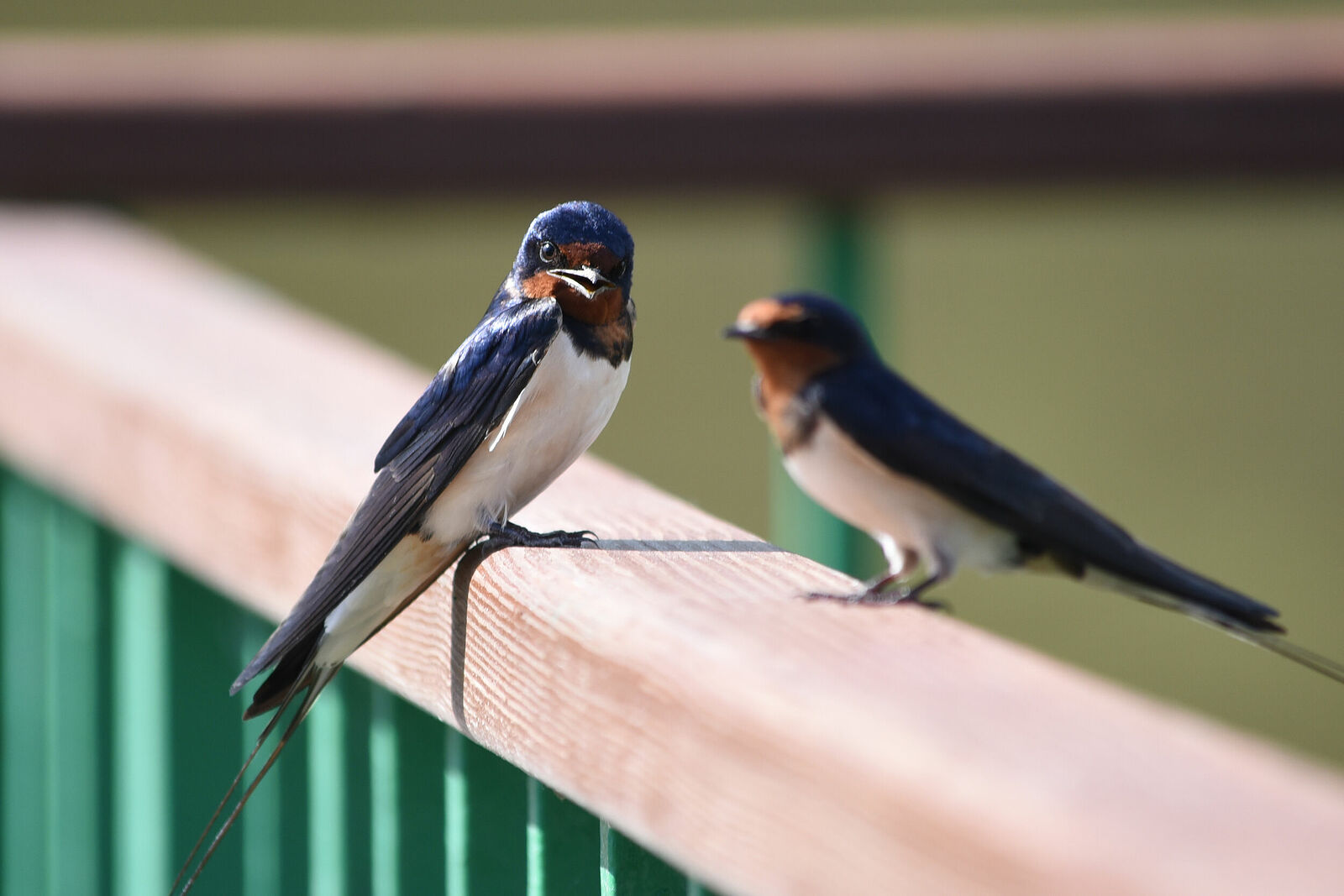 Photojournalist Anastasia Tsitsinova. Birds. Untitled Barn swallow | Hirundo rustica