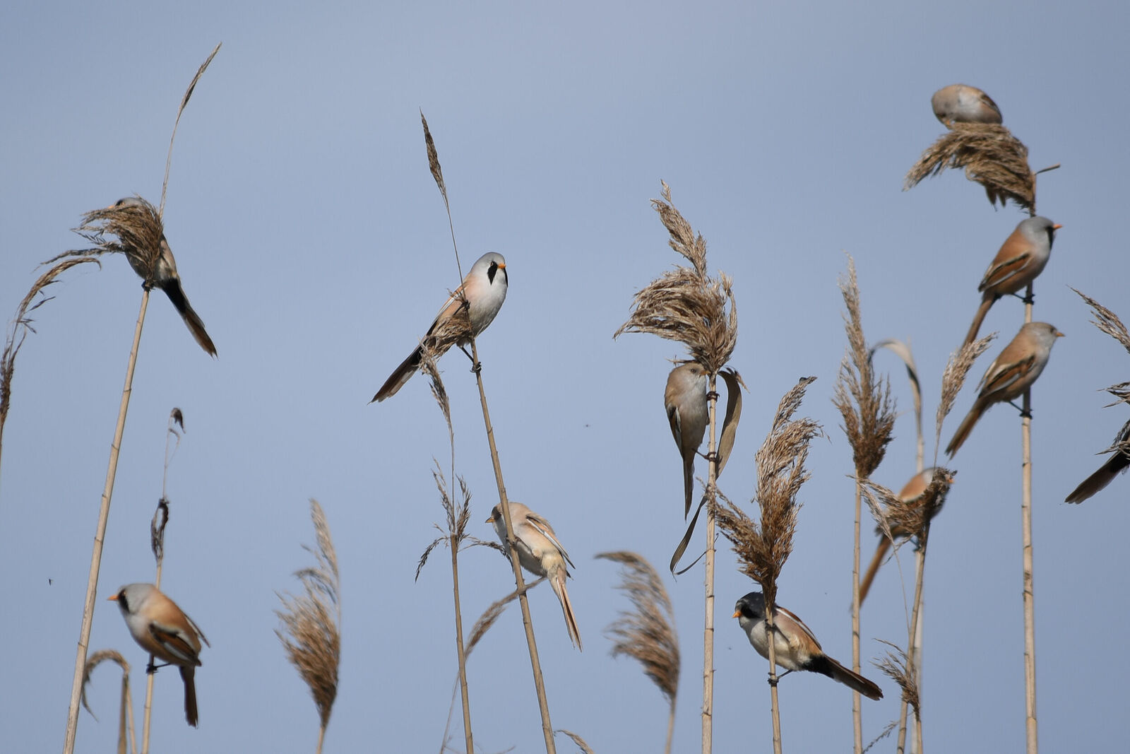 Photojournalist Anastasia Tsitsinova. Birds. Untitled Bearded reedling | Panurus biarmicus