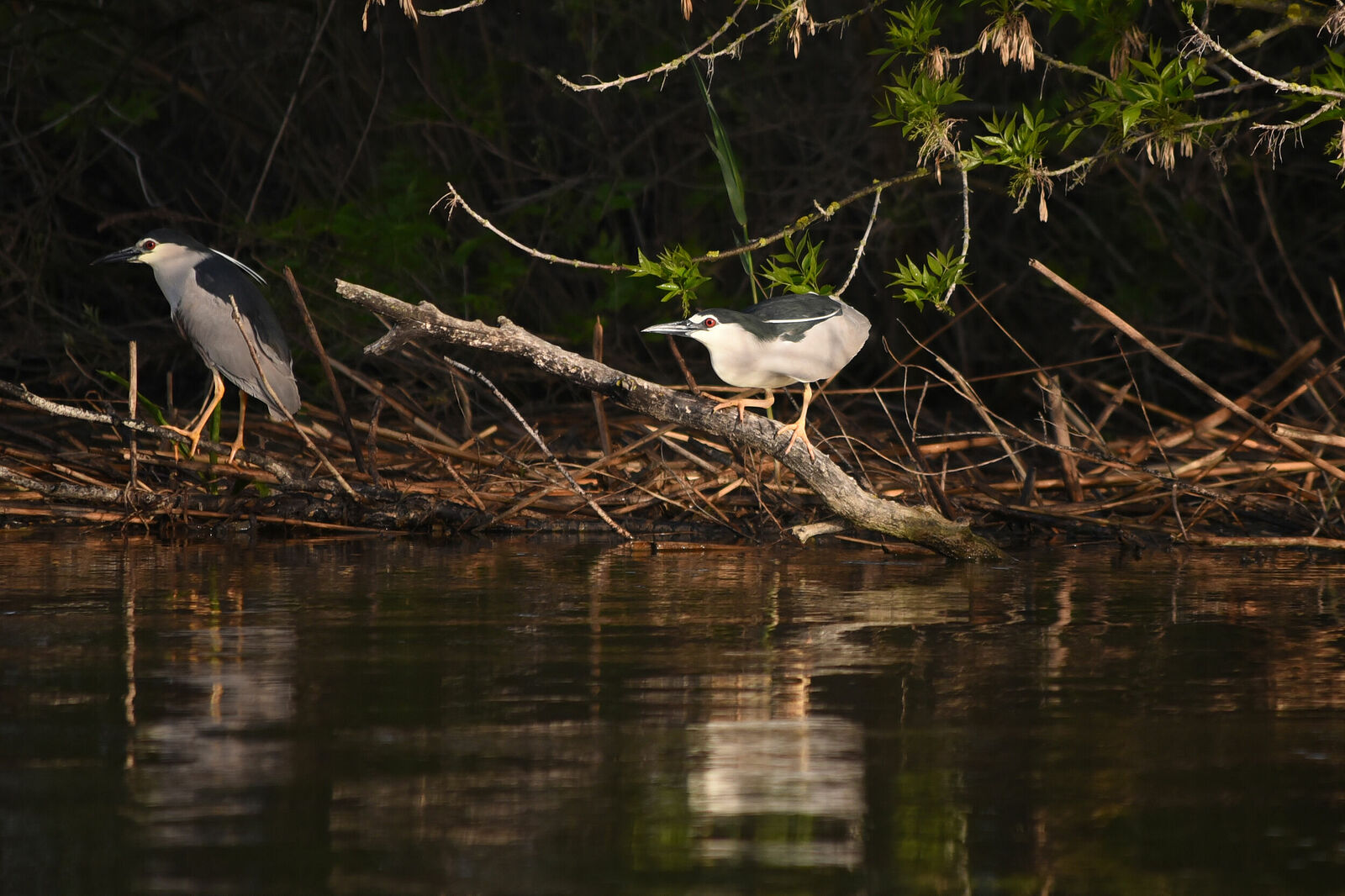 Photojournalist Anastasia Tsitsinova. Birds. Untitled Night heron | Nycticorax nycticorax
