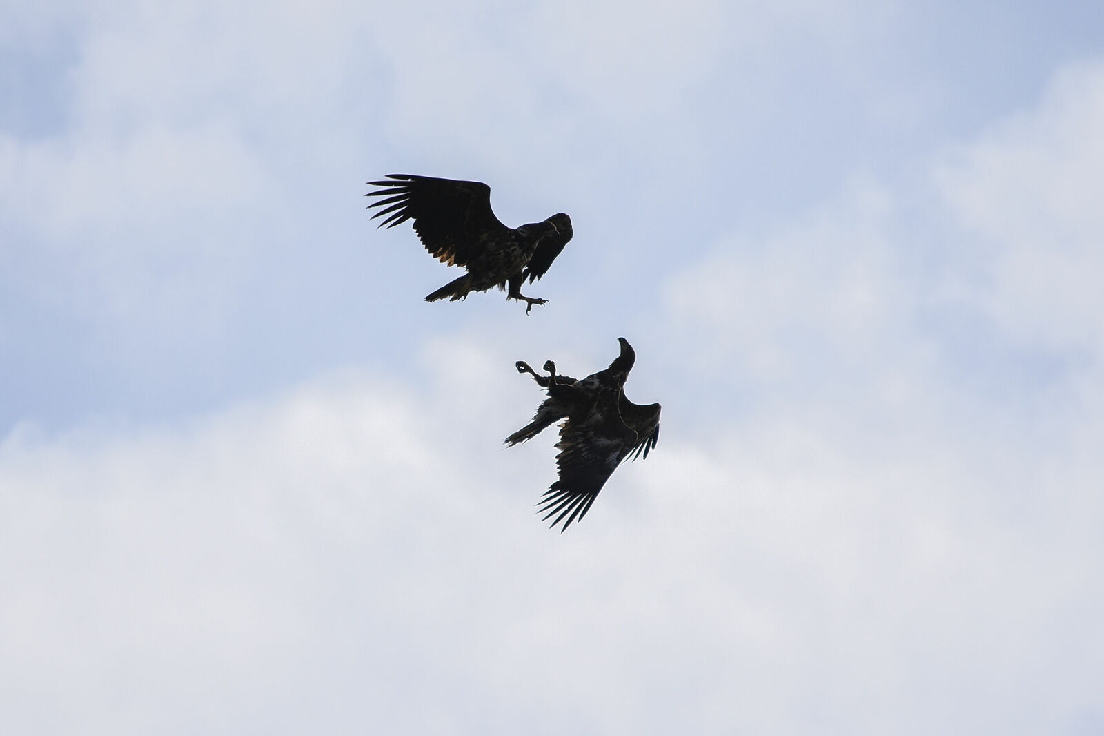 Photojournalist Anastasia Tsitsinova. Birds. Untitled White-tailed eagle | Haliaeetus albicilla