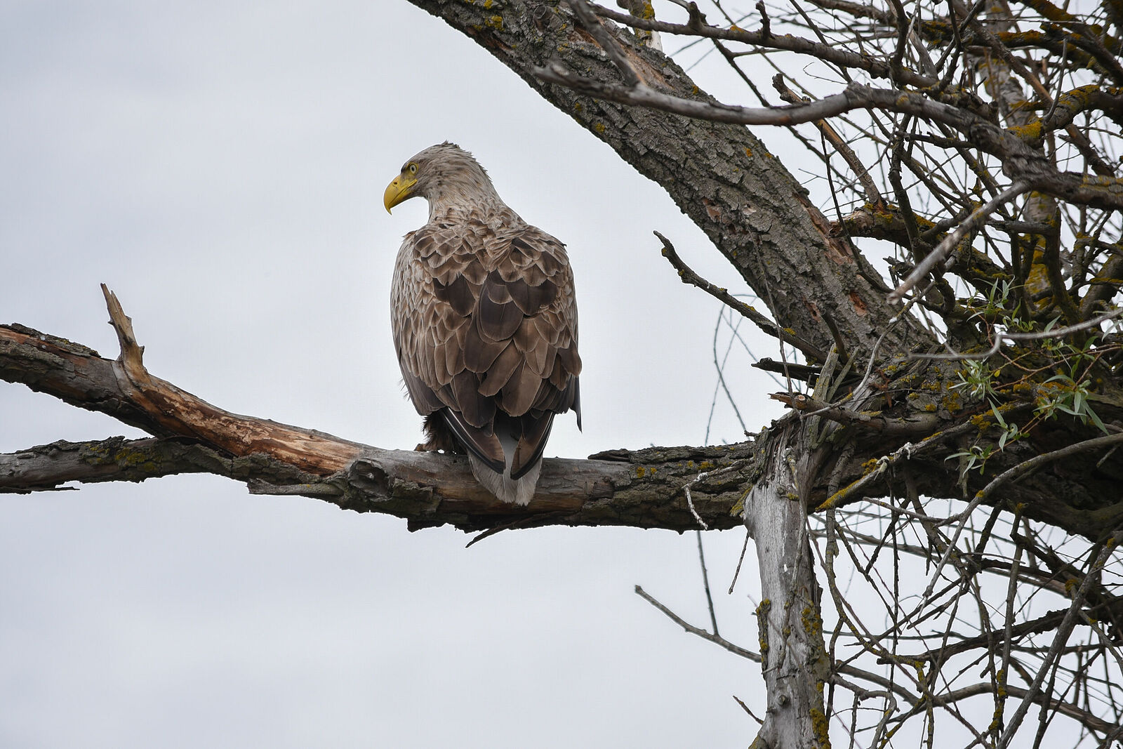 Photojournalist Anastasia Tsitsinova. Birds. Untitled White-tailed eagle | Haliaeetus albicilla