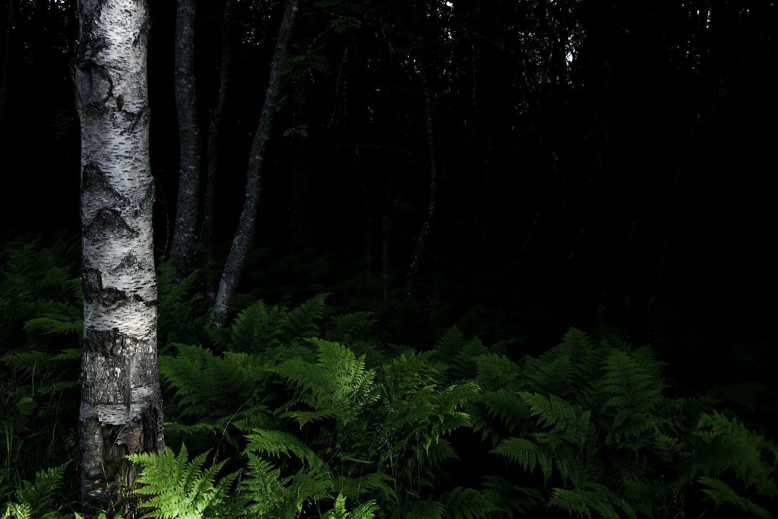 Photojournalist Anastasia Tsitsinova. Russia. Untitled Forest where the remains of forced labor camp prisoners are still found, Solovki
