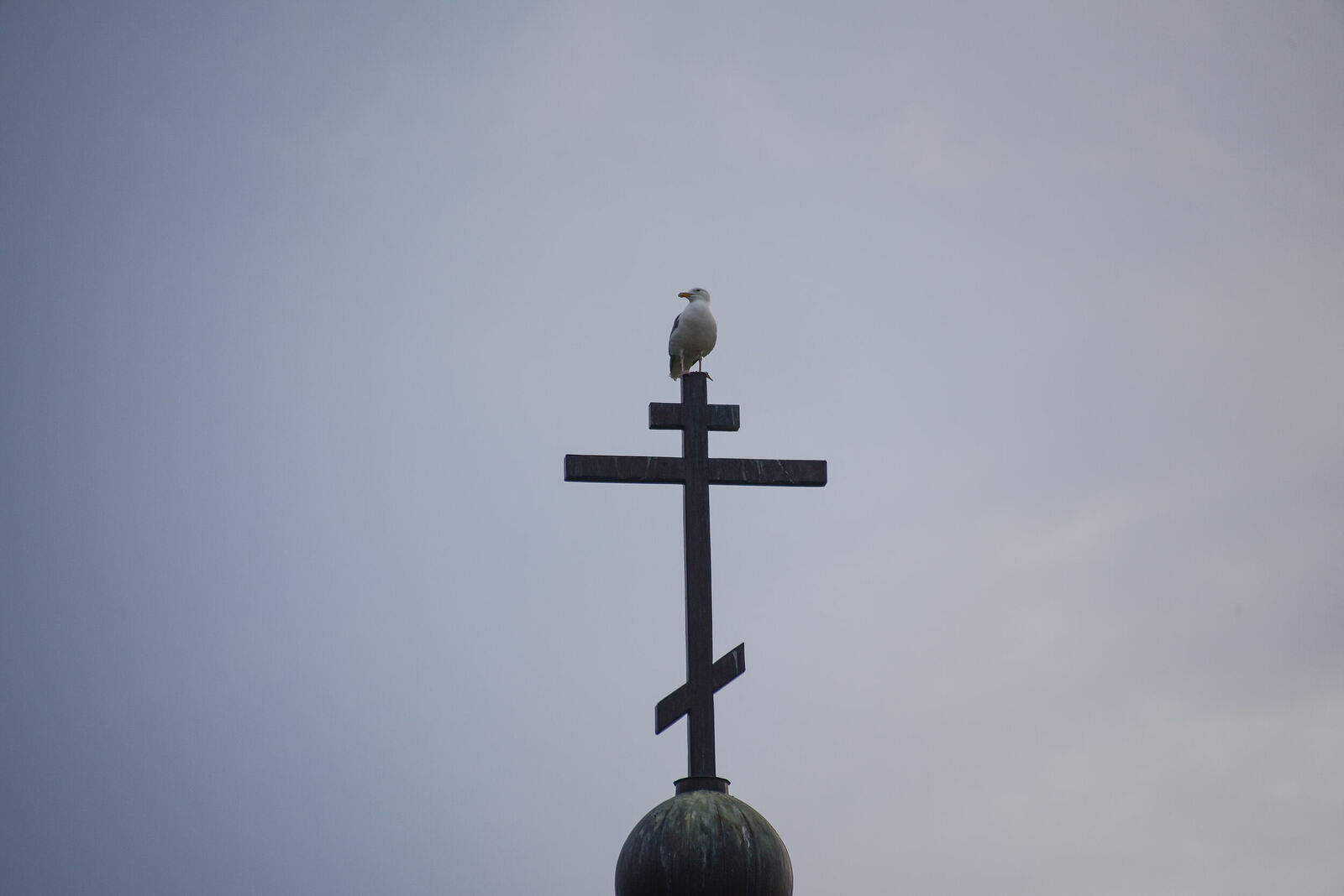 Photojournalist Anastasia Tsitsinova. Russia. Untitled Gull