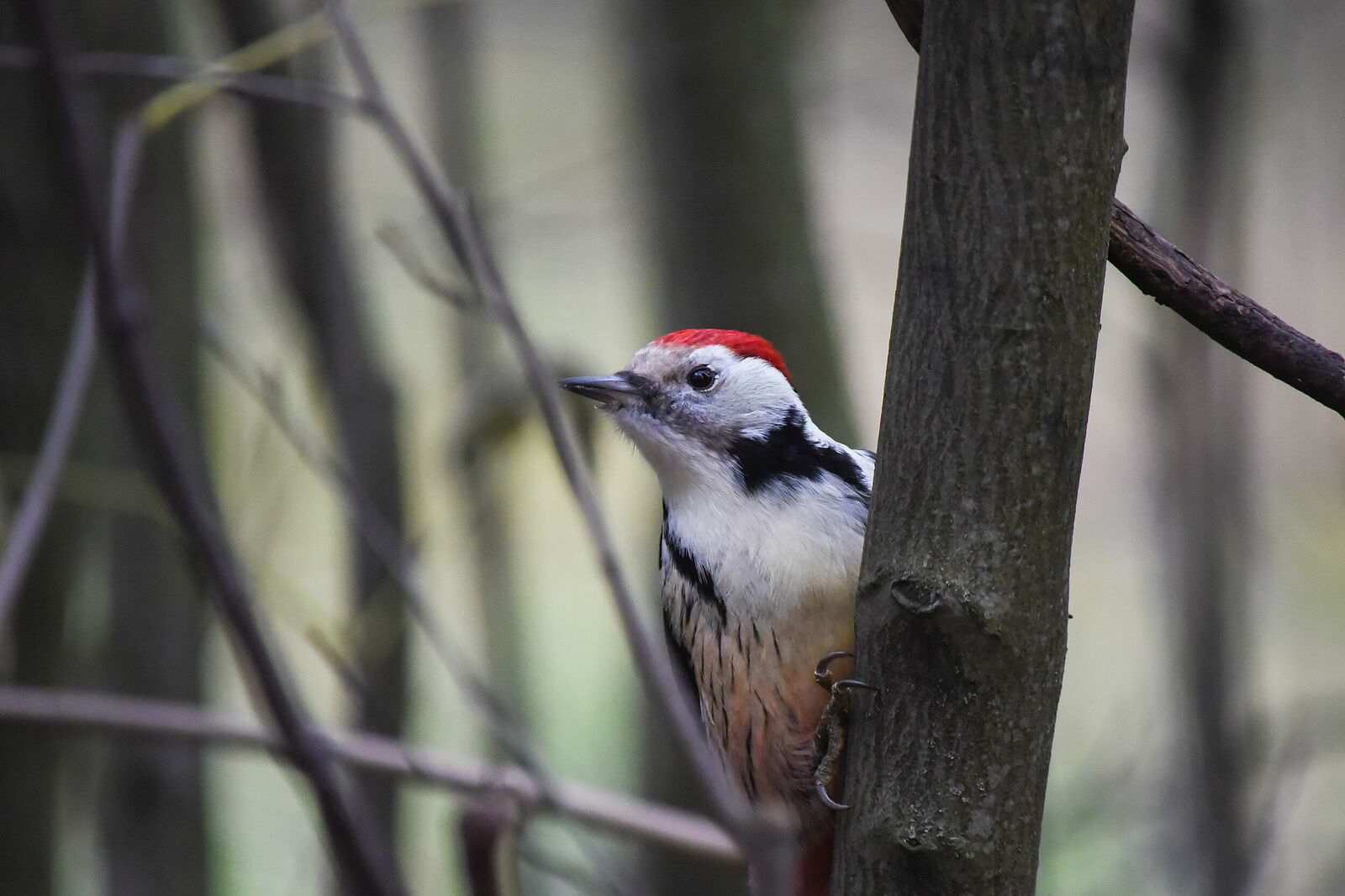 Photojournalist Anastasia Tsitsinova. Birds. Untitled Middle spotted woodpecker | Leiopicus medius