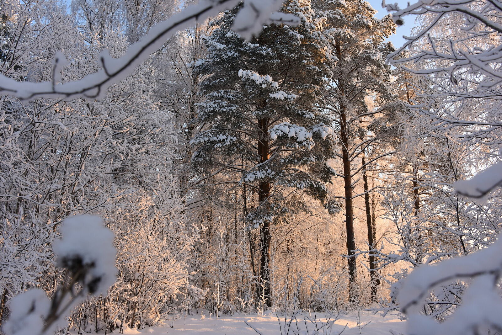 Photojournalist Anastasia Tsitsinova. Landscapes. Untitled Arkhangelsk region