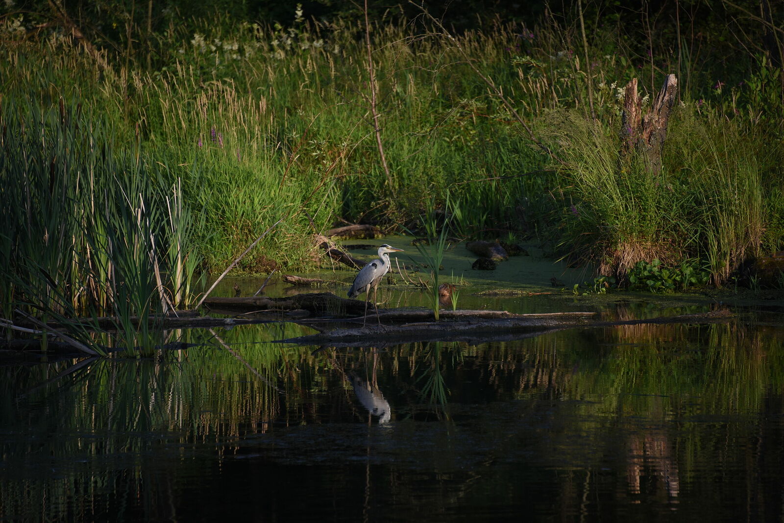 Photojournalist Anastasia Tsitsinova. Birds. Untitled Grey heron | Ardea cinerea