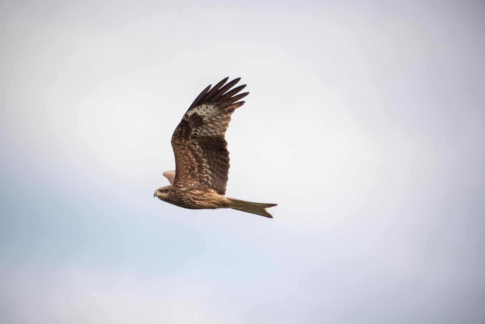 Photojournalist Anastasia Tsitsinova. Birds. Untitled Black kite | Milvus migrans