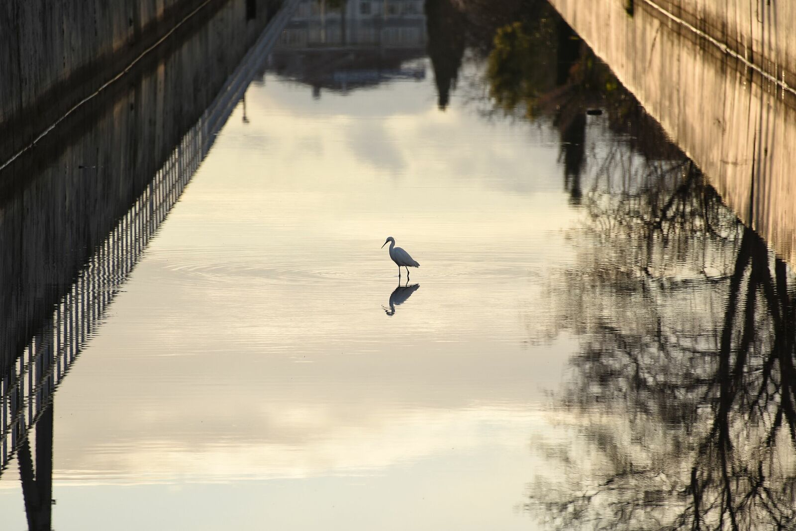 Little egret | Egretta garzetta