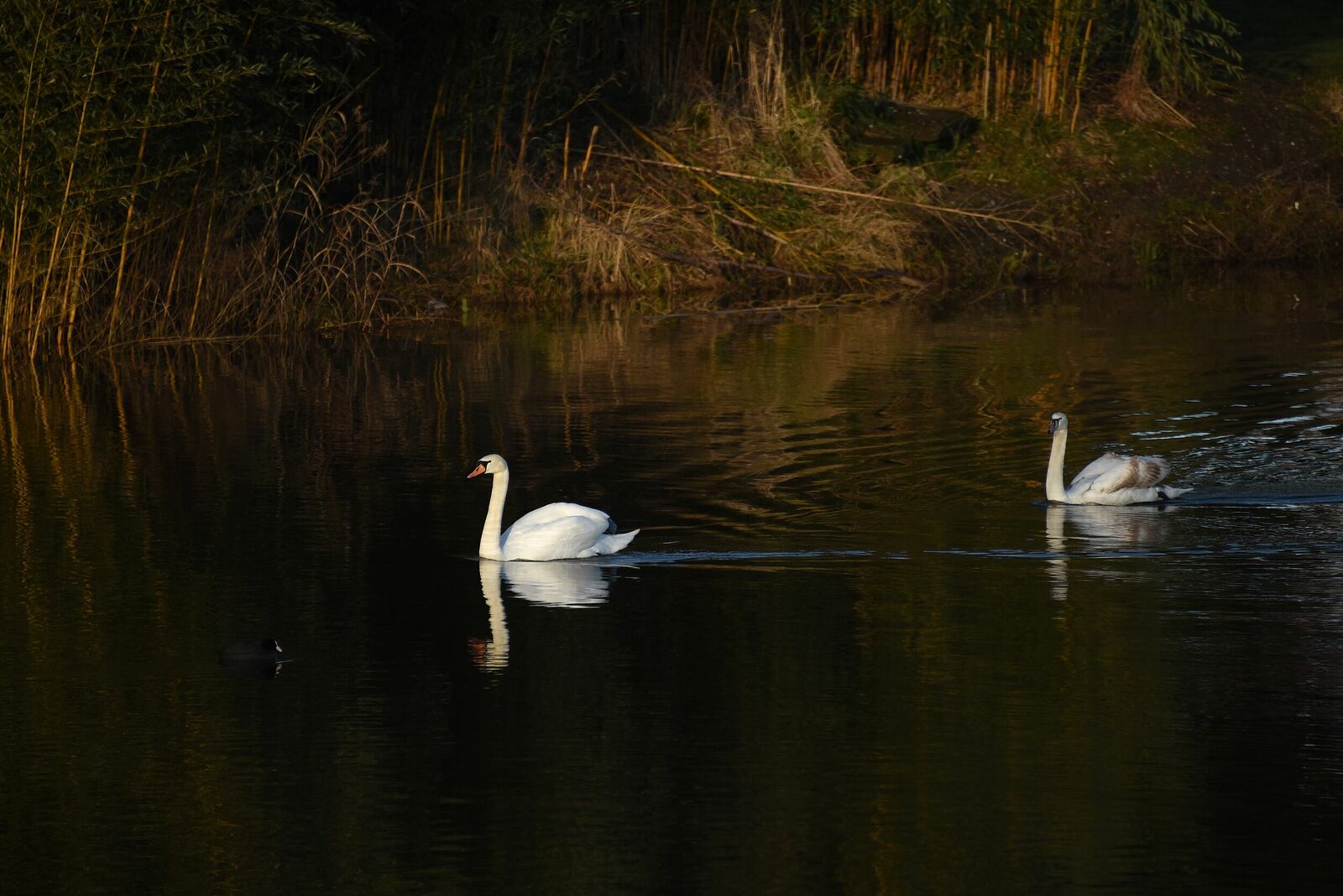 Mute swan | Cygnus olor