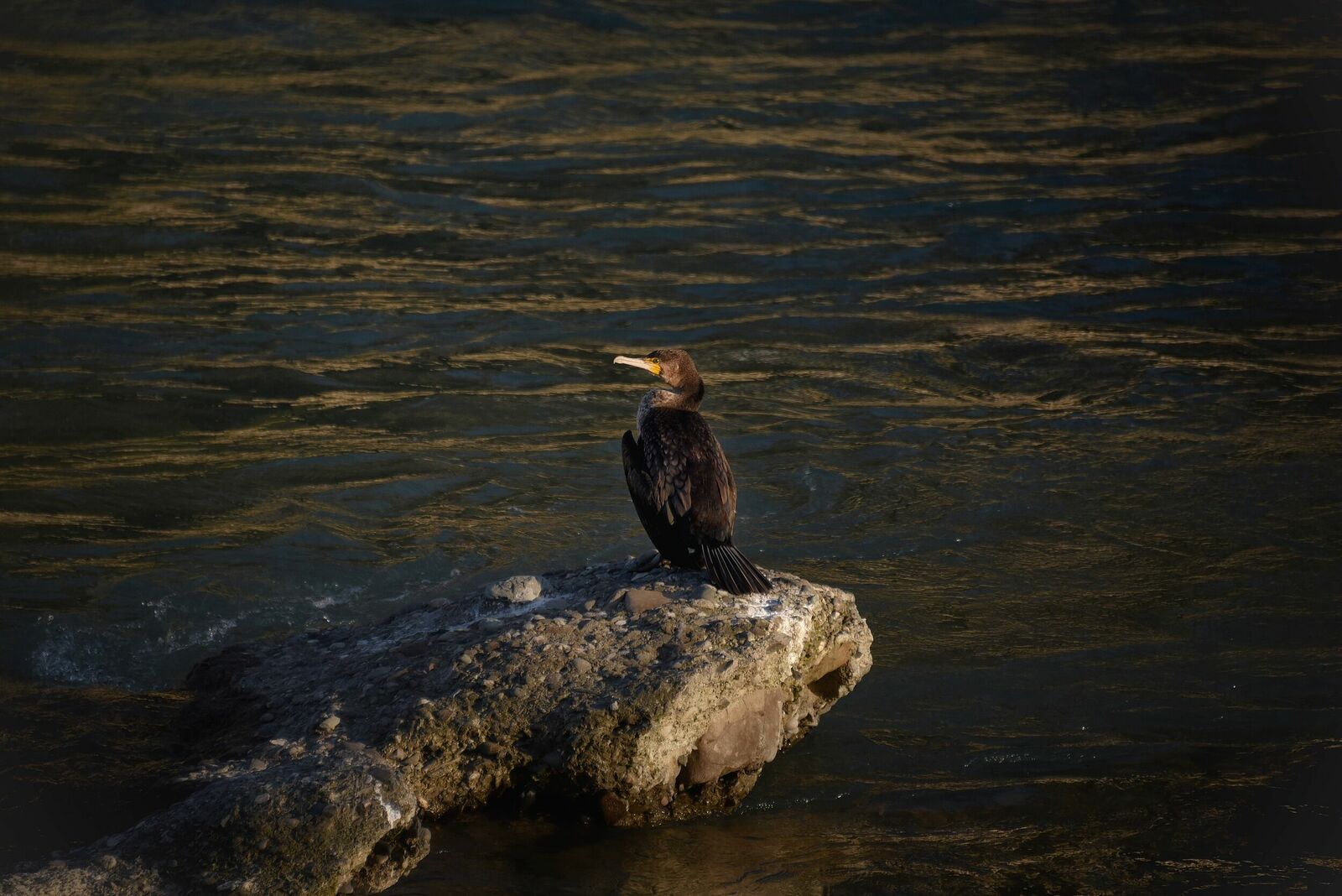 Great Cormorant | Phalacrocorax carbo