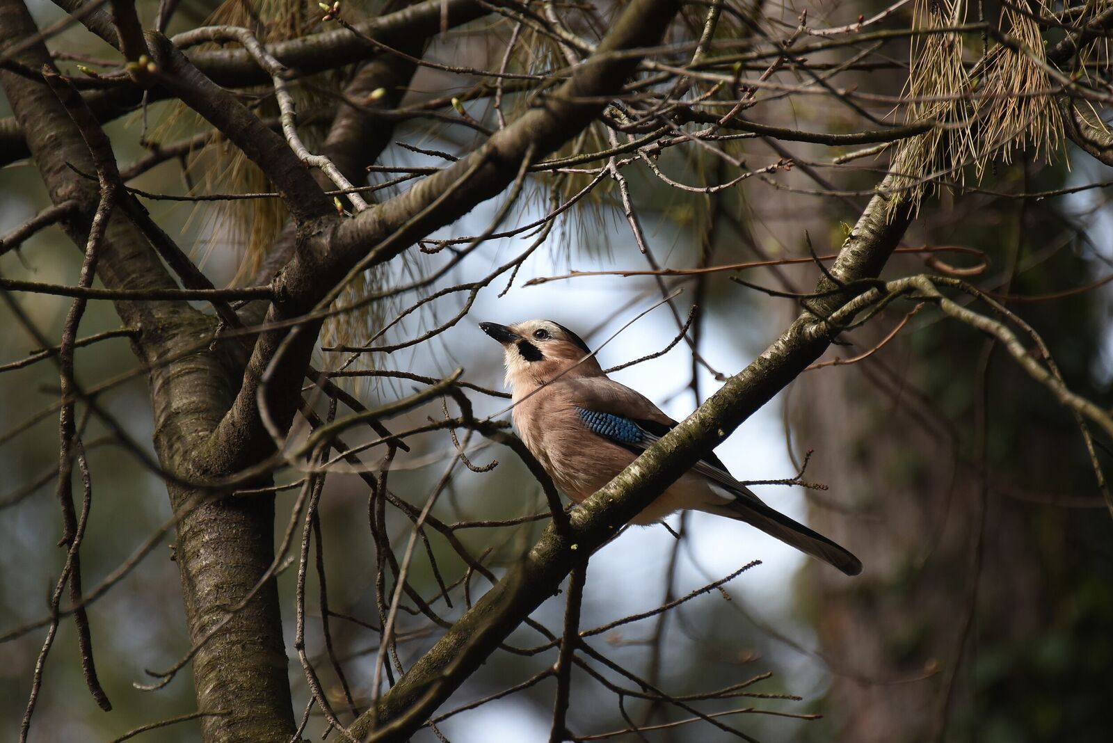 Eurasian jay | Garrulus glandarius