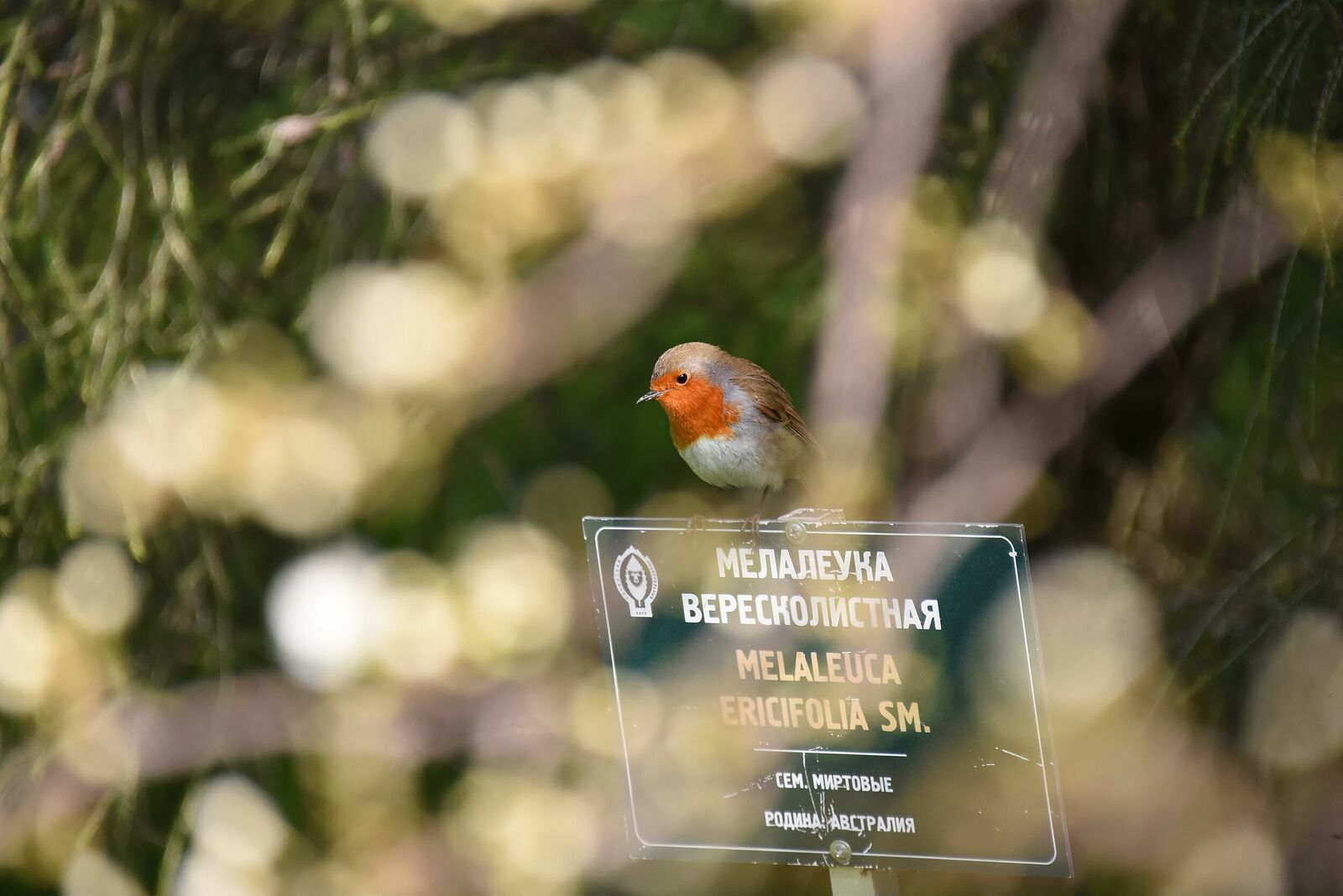 European robin | Erithacus rubecula