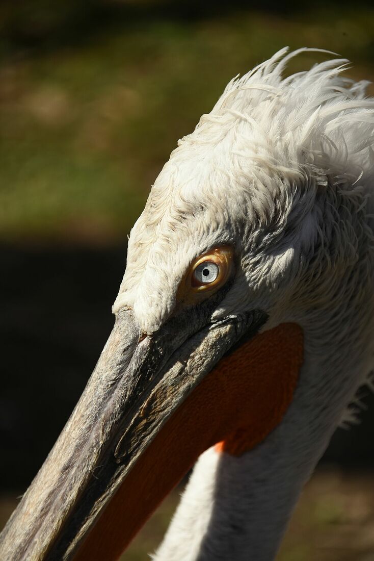Dalmatian pelican | Pelecanus crispus