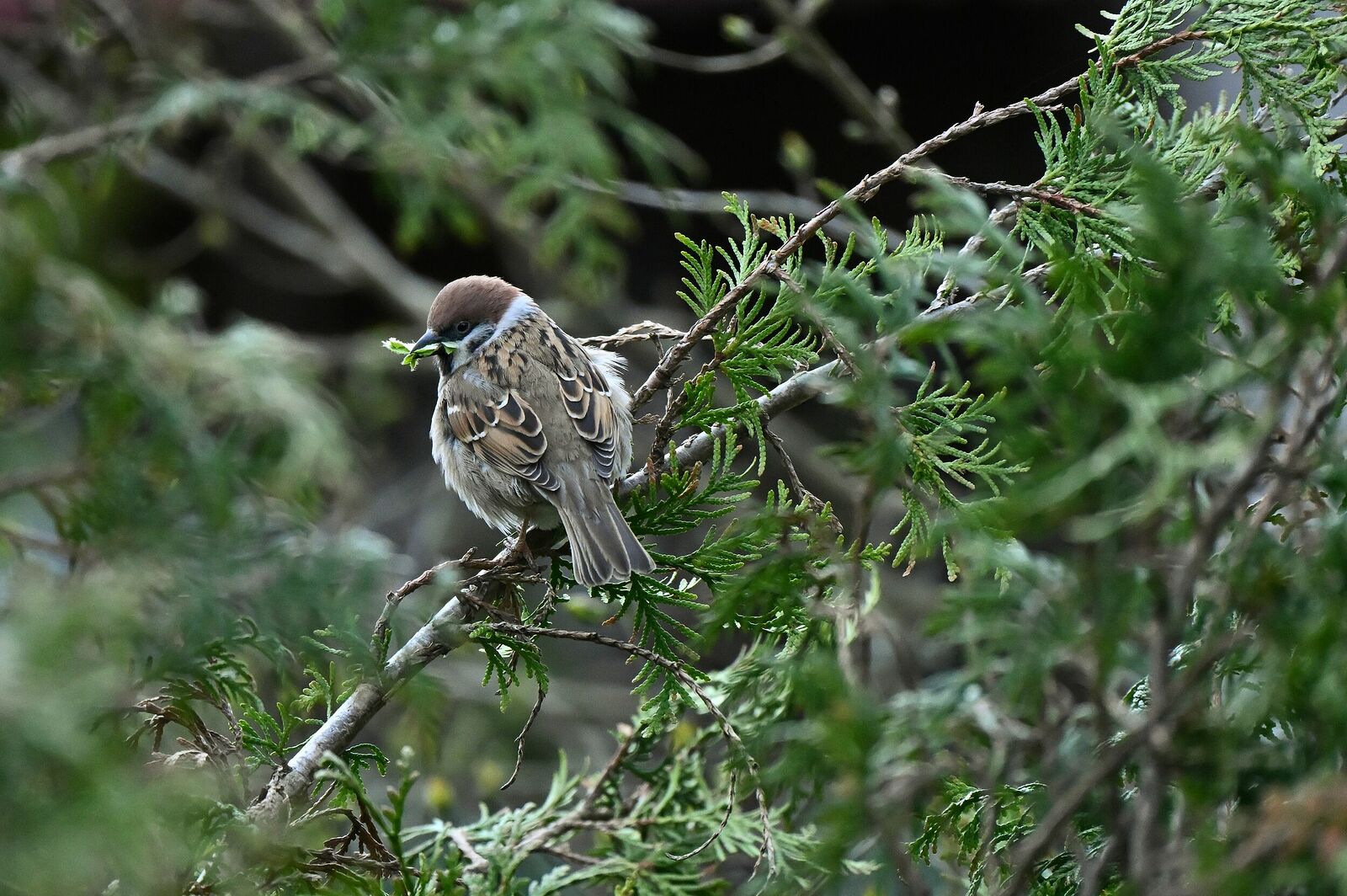 Tree sparrow | Passer montanus
