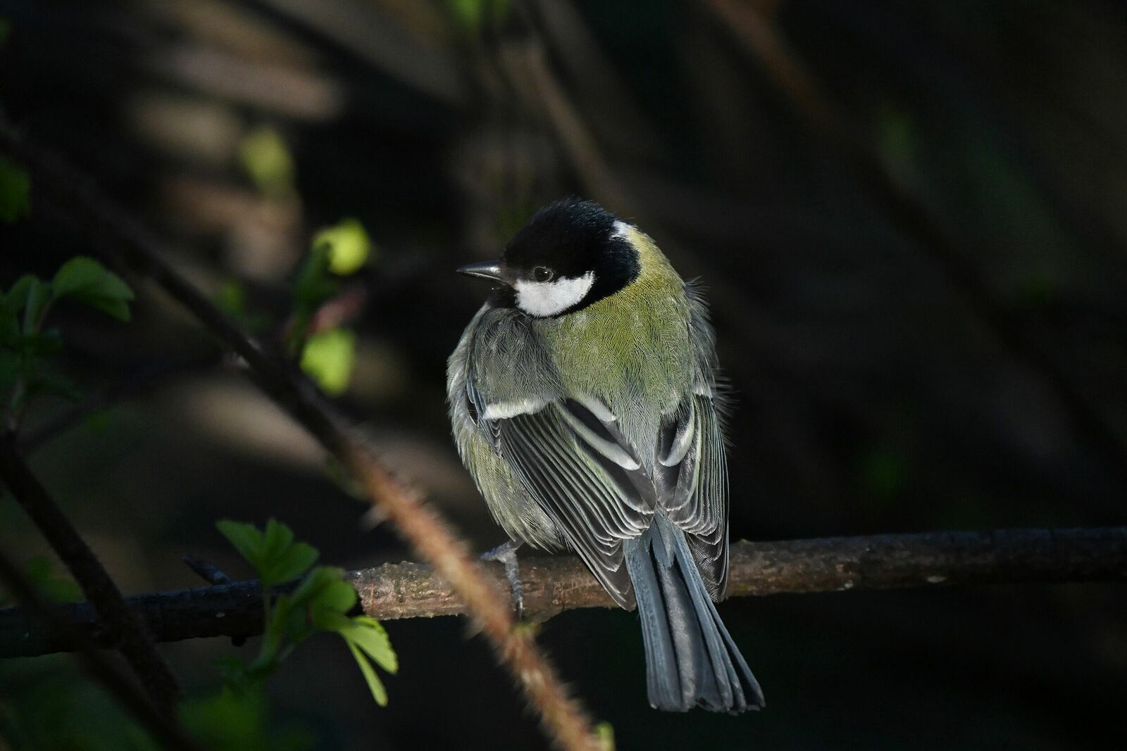 Great tit | Parus major