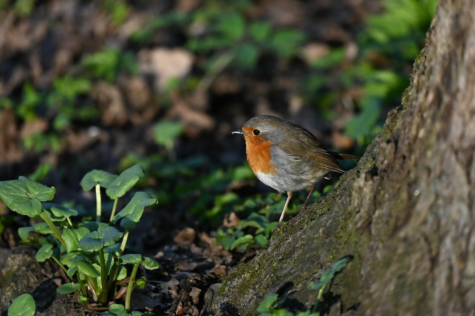 Robin | Erithacus rubecula